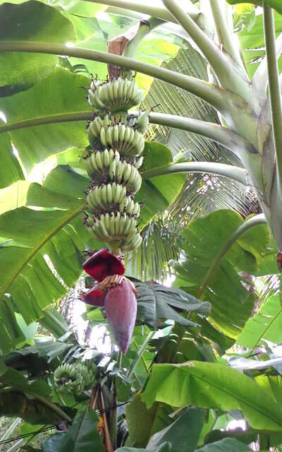 banana-tree