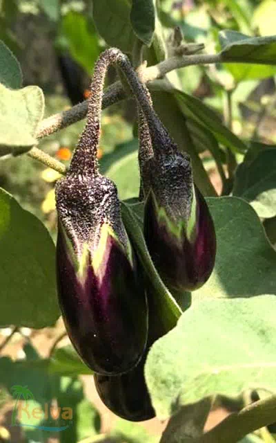 papaya-tree