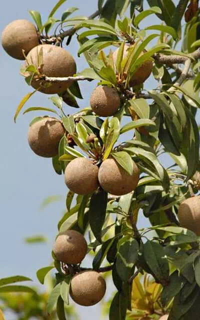 chikoo-tree