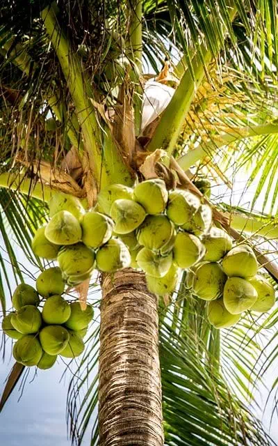 Coconut Tree