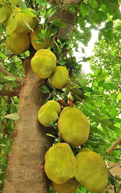 jacfruit-tree