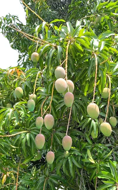 mango-tree