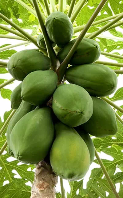 papaya-tree