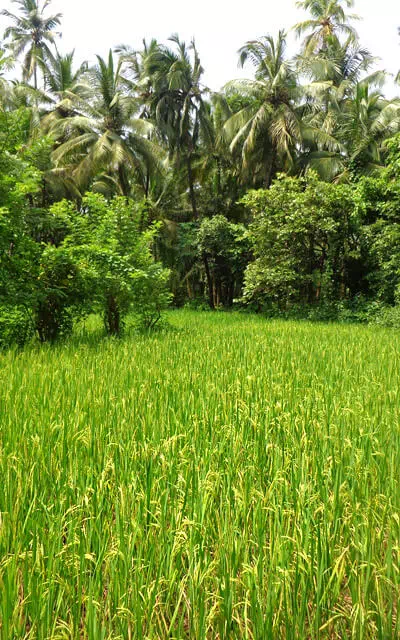 Rice-farming